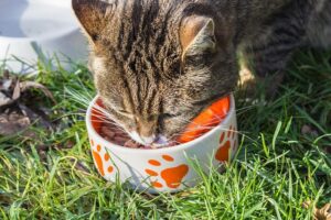 Read more about the article How Often Should I Feed My Pet?