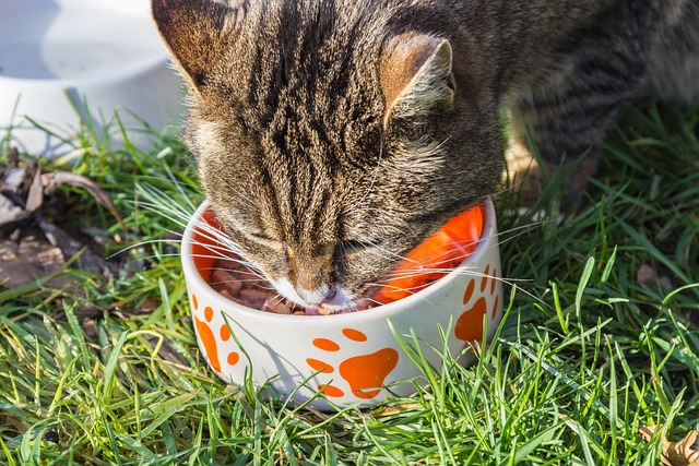 How Often Should I Feed My Pet?