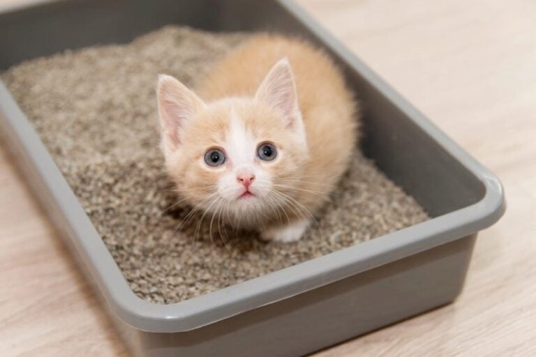 How Do You Teach Your Pet to Use a Litter Box?