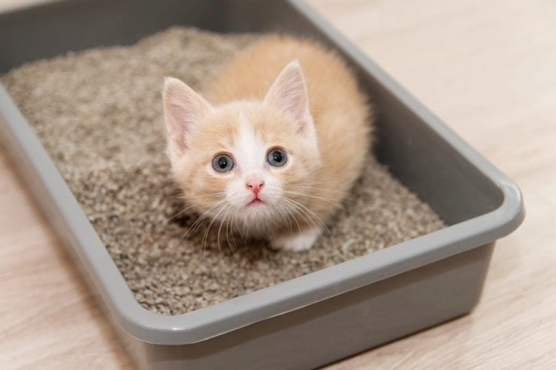 You are currently viewing How Do You Teach Your Pet to Use a Litter Box?