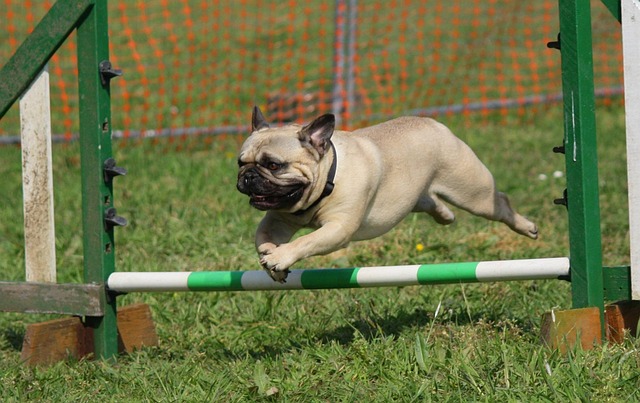 You are currently viewing Basic Obedience Training for Dogs