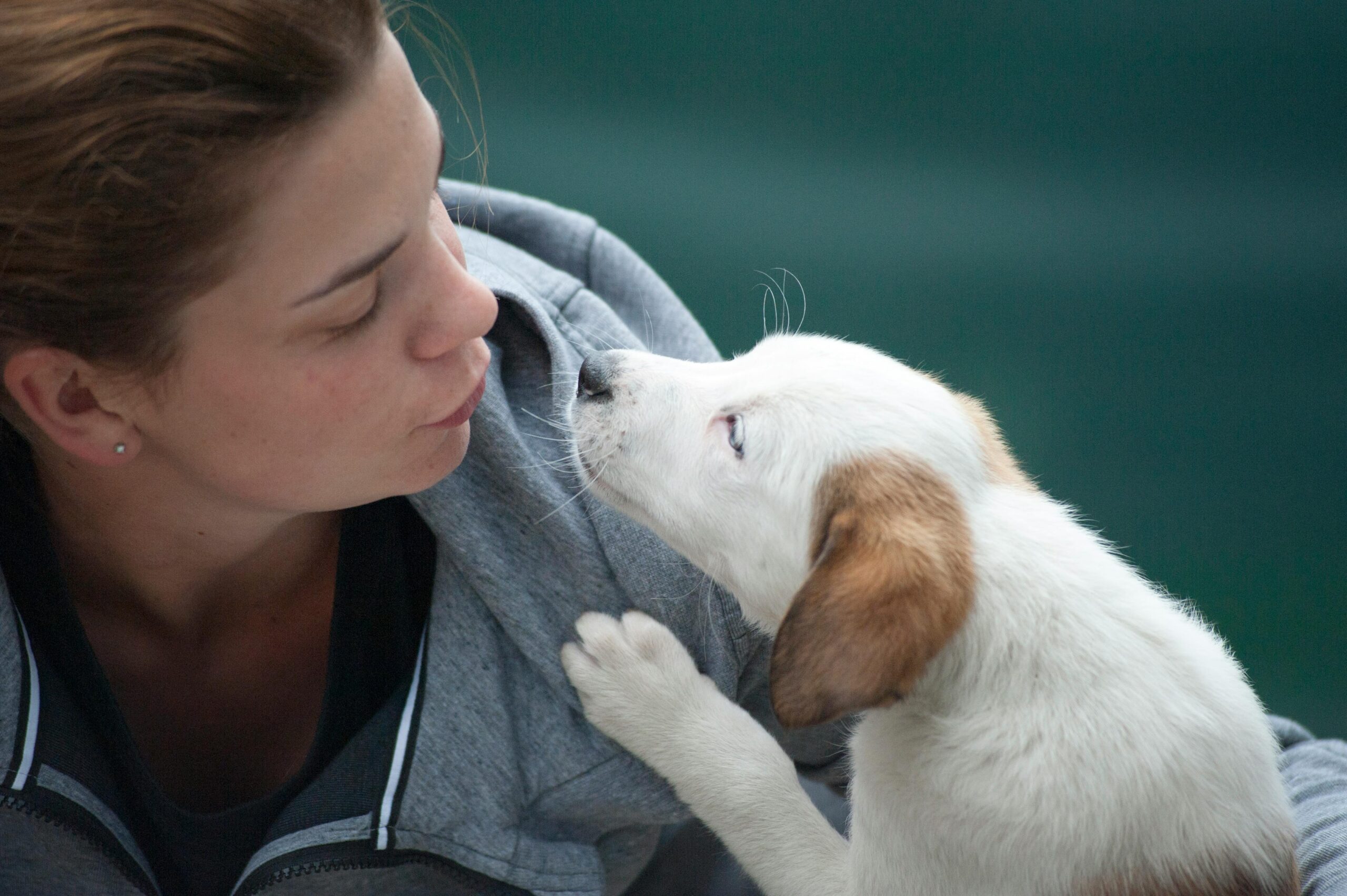 Read more about the article Why Pet Care Is Important: A Comprehensive Guide