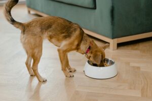 Read more about the article The Benefits of Natural Pet Food: Why You Should Consider Switching