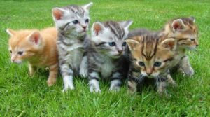 Read more about the article Best Cat Breeds for Families: Finding the Perfect Feline Friend