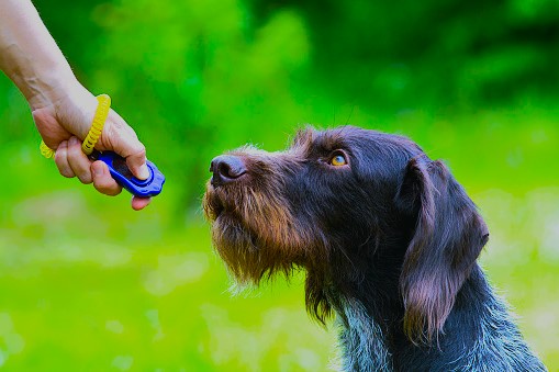 You are currently viewing Clicker Training for Dogs