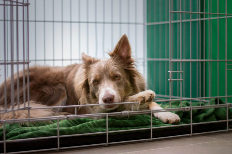 Crate Training for Dogs