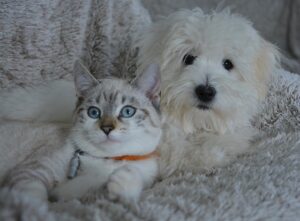 Read more about the article Hypoallergenic Dog & Cat breeds