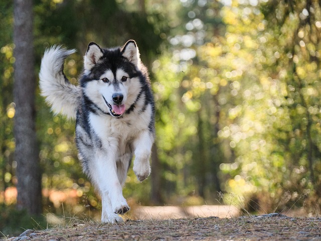 You are currently viewing How to Train a Dog to Come When Called