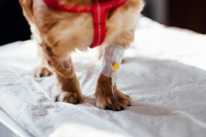 Read more about the article How to Check Your Pet’s Health