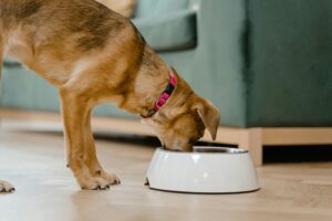 Read more about the article What is the Difference Between Organic and Non-Organic Pet Food?