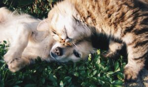 Read more about the article Best Cat and Dog Breeds for Kids