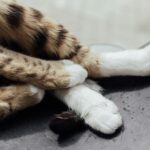 How to Care for Your Pet’s Paws