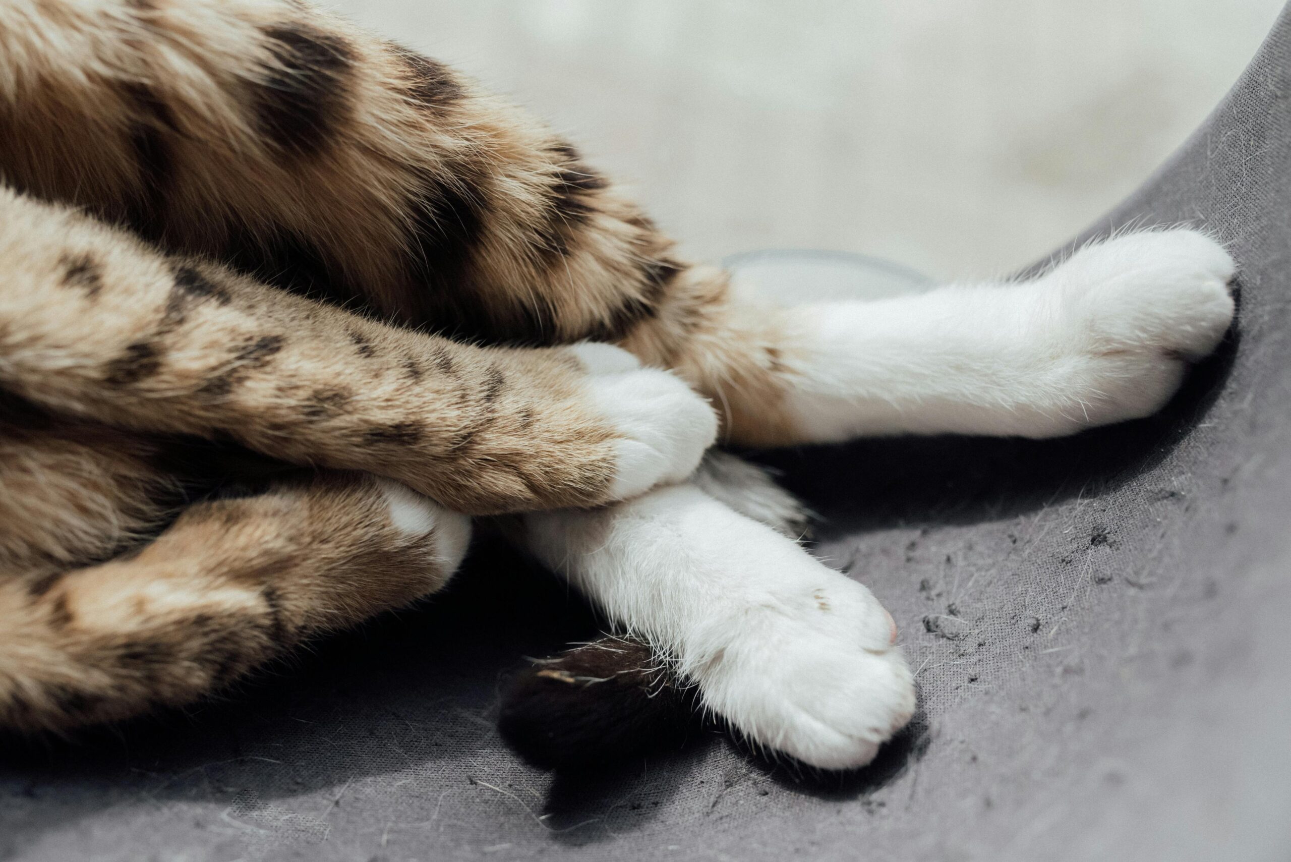 You are currently viewing How to Care for Your Pet’s Paws